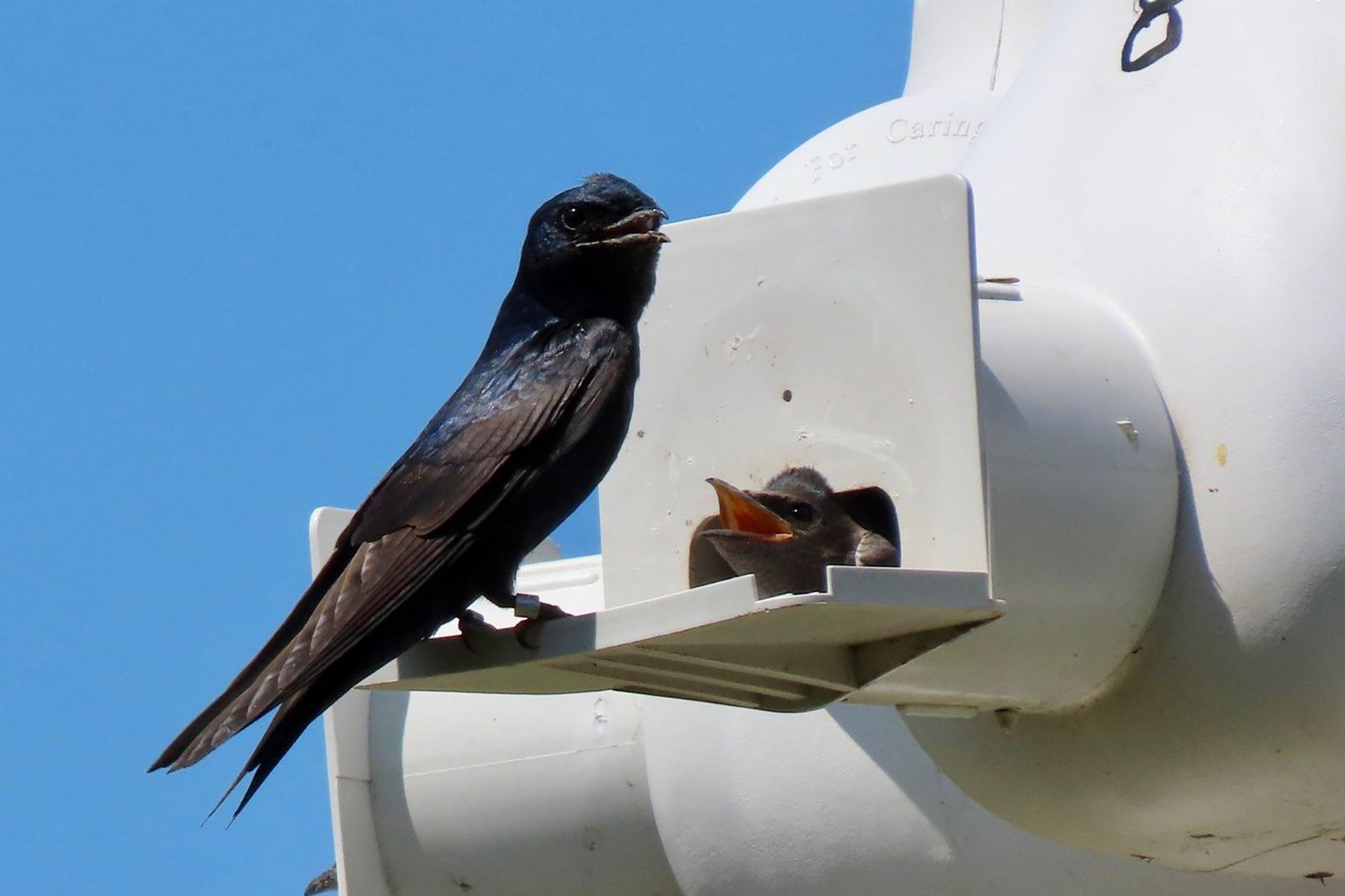 Purple Marlin feeding young chick at a nesting platform