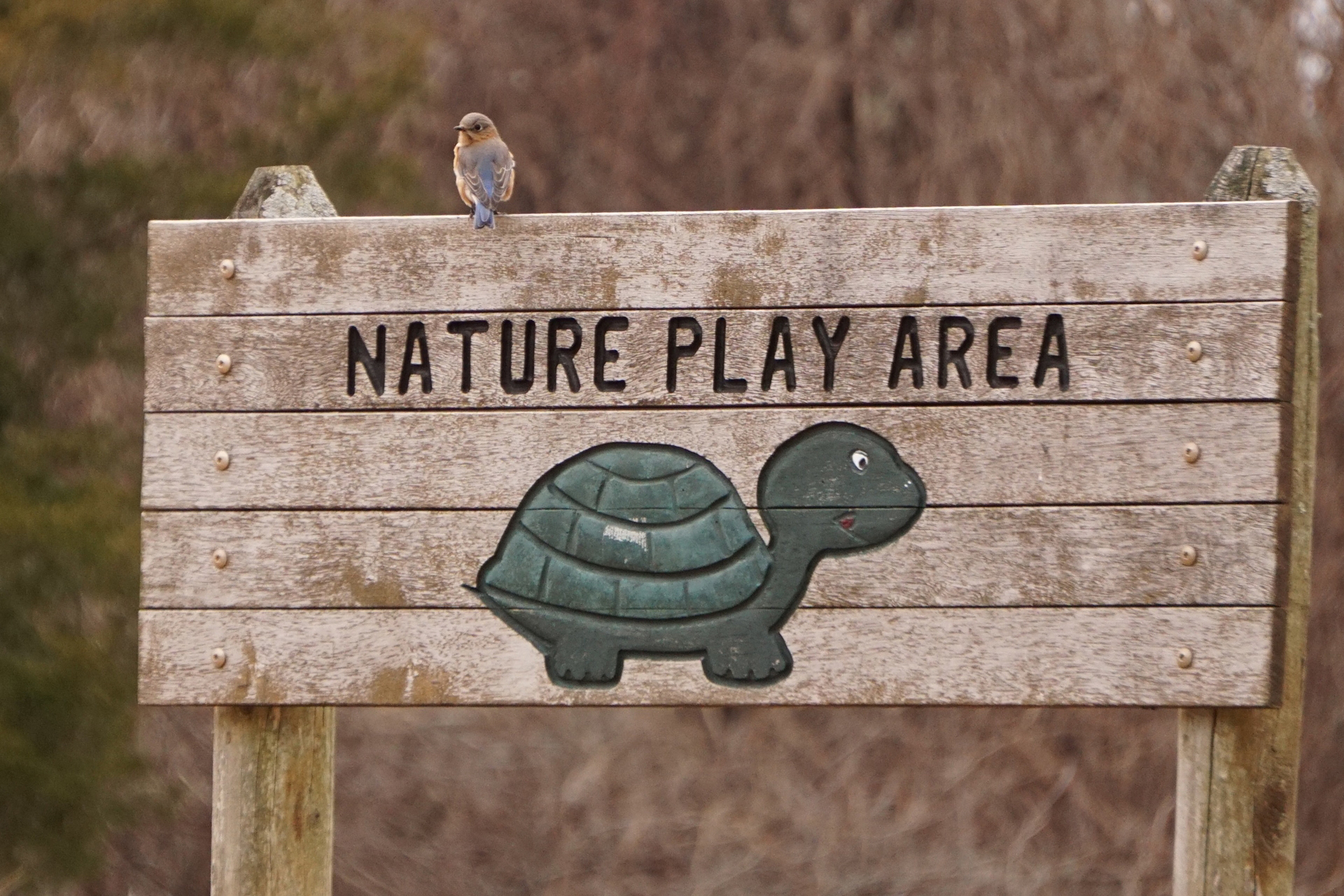 Bird perched on a sign reading "Nature Play Area"