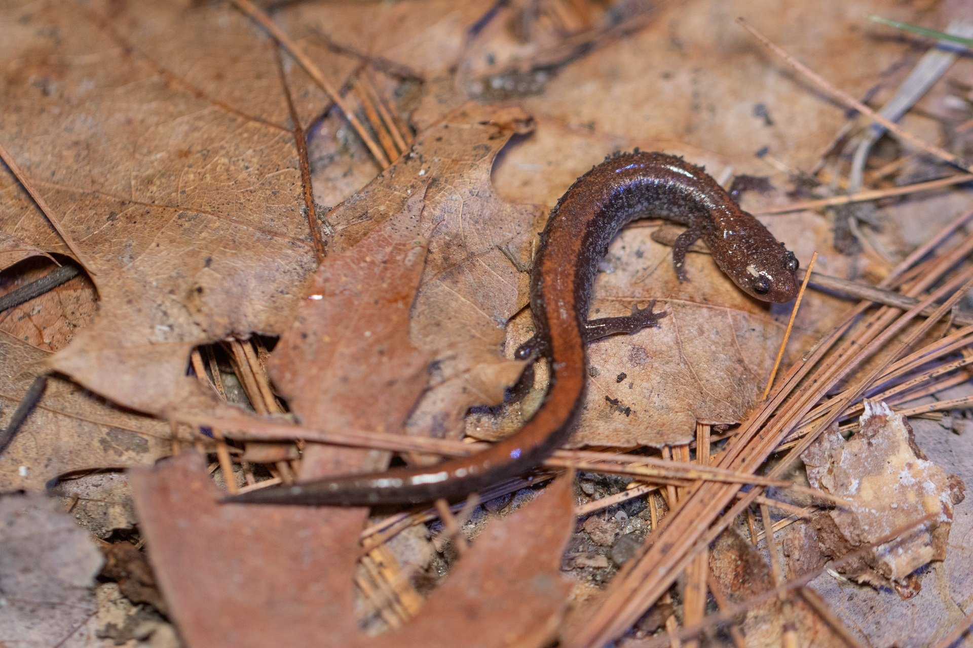 An Eastern Red-Backed Salamander curves across brown oak leaves and long evergreen needles on the ground.