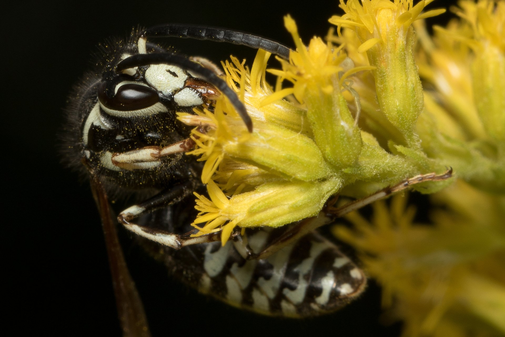 Bald-faced Hornet on a yellow flower