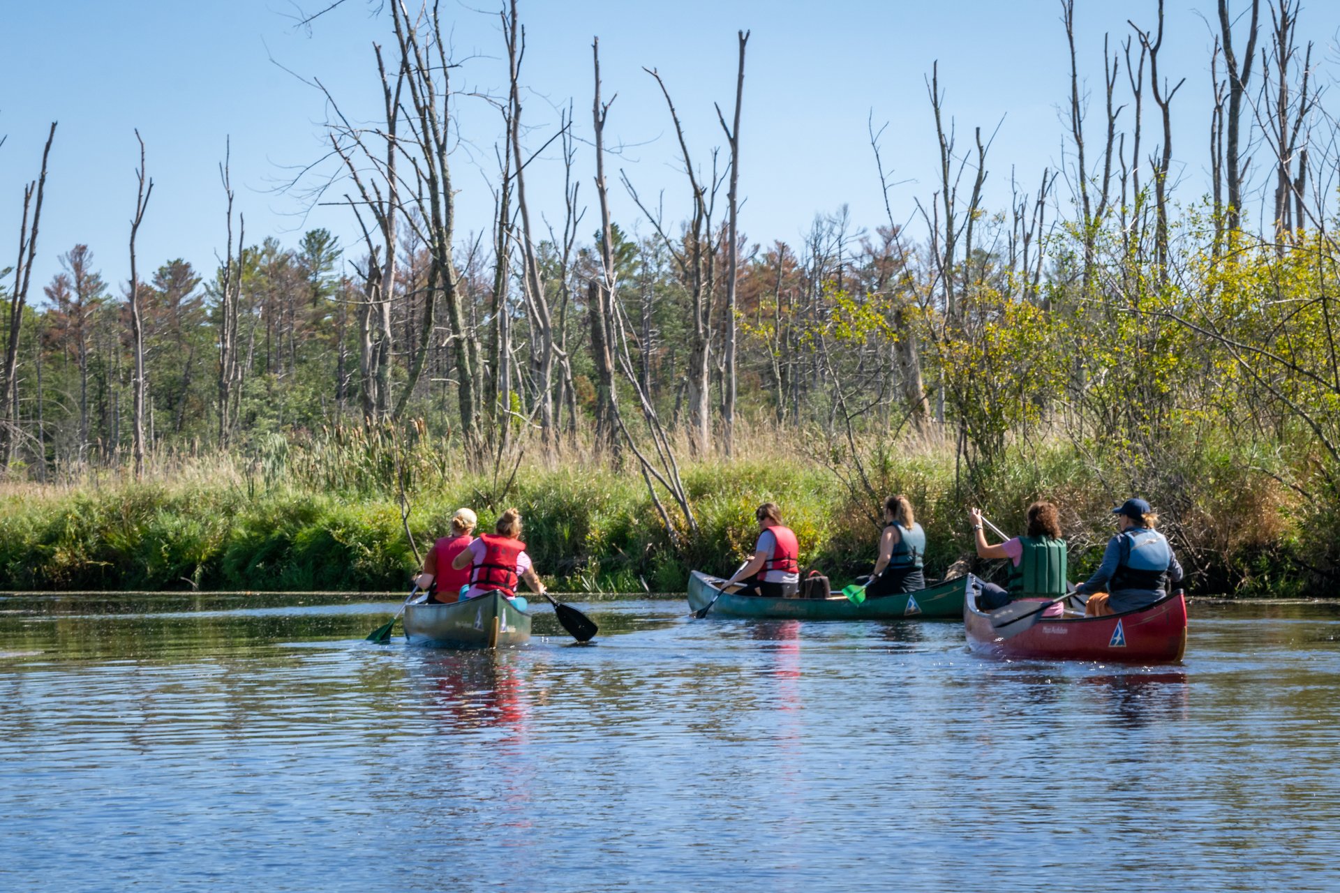 Three canoes with two people in each paddling down a river. Dead trees and green vegetation on the banks are in front of them.