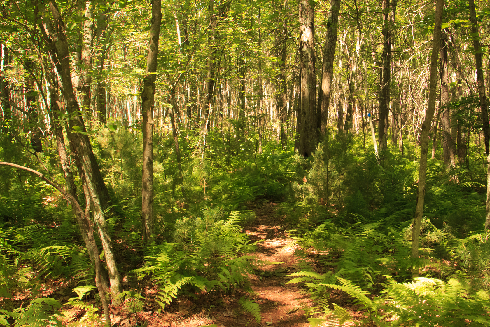 Ferns on Trail at Waseeka