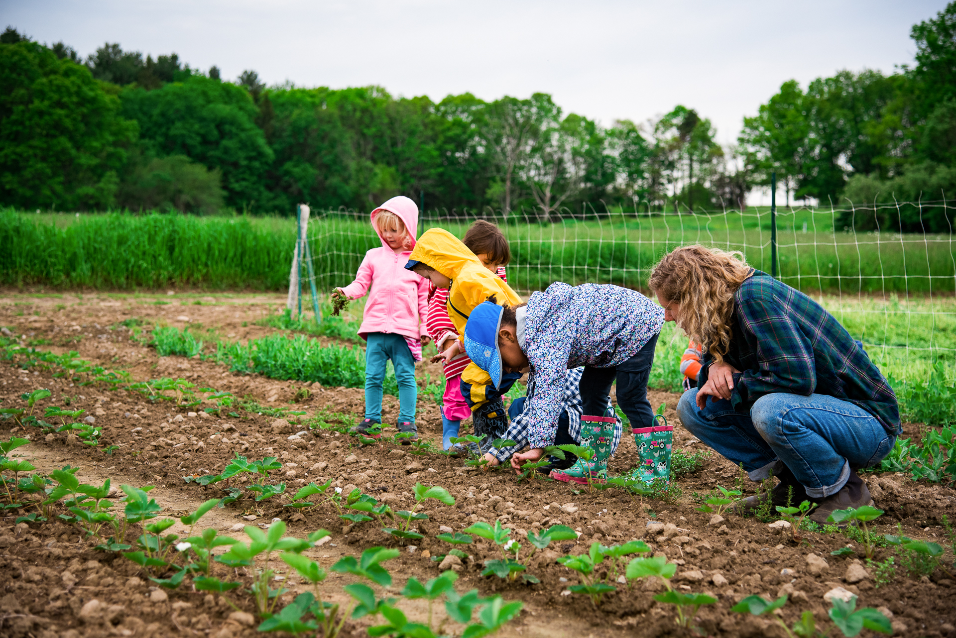 Preschoolers at Drumlin Farm Community Preschool pull weeds in the fields with a teacher