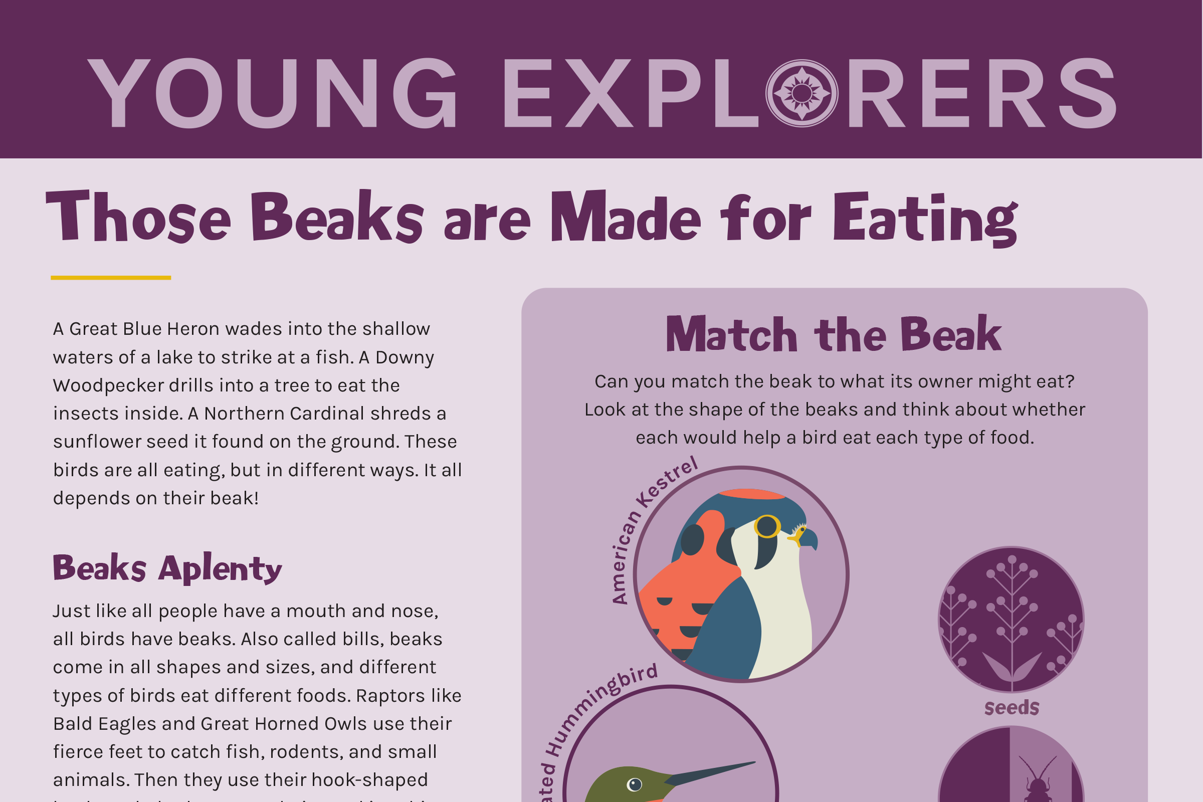 A screenshot of the "Young Explorers" activity page, Beaks