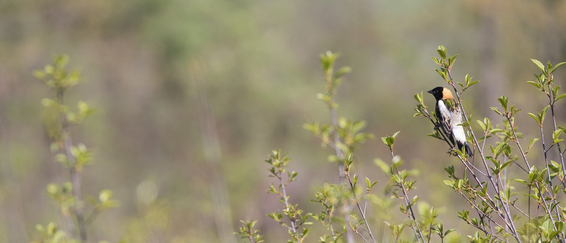 Bobolink sitting on a thin branch