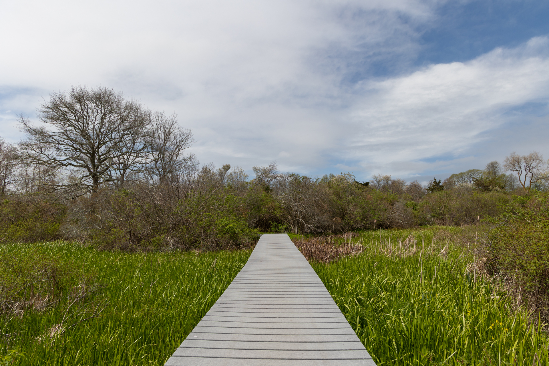 A boardwalk cutting through tall green grass leading to a bare forest.