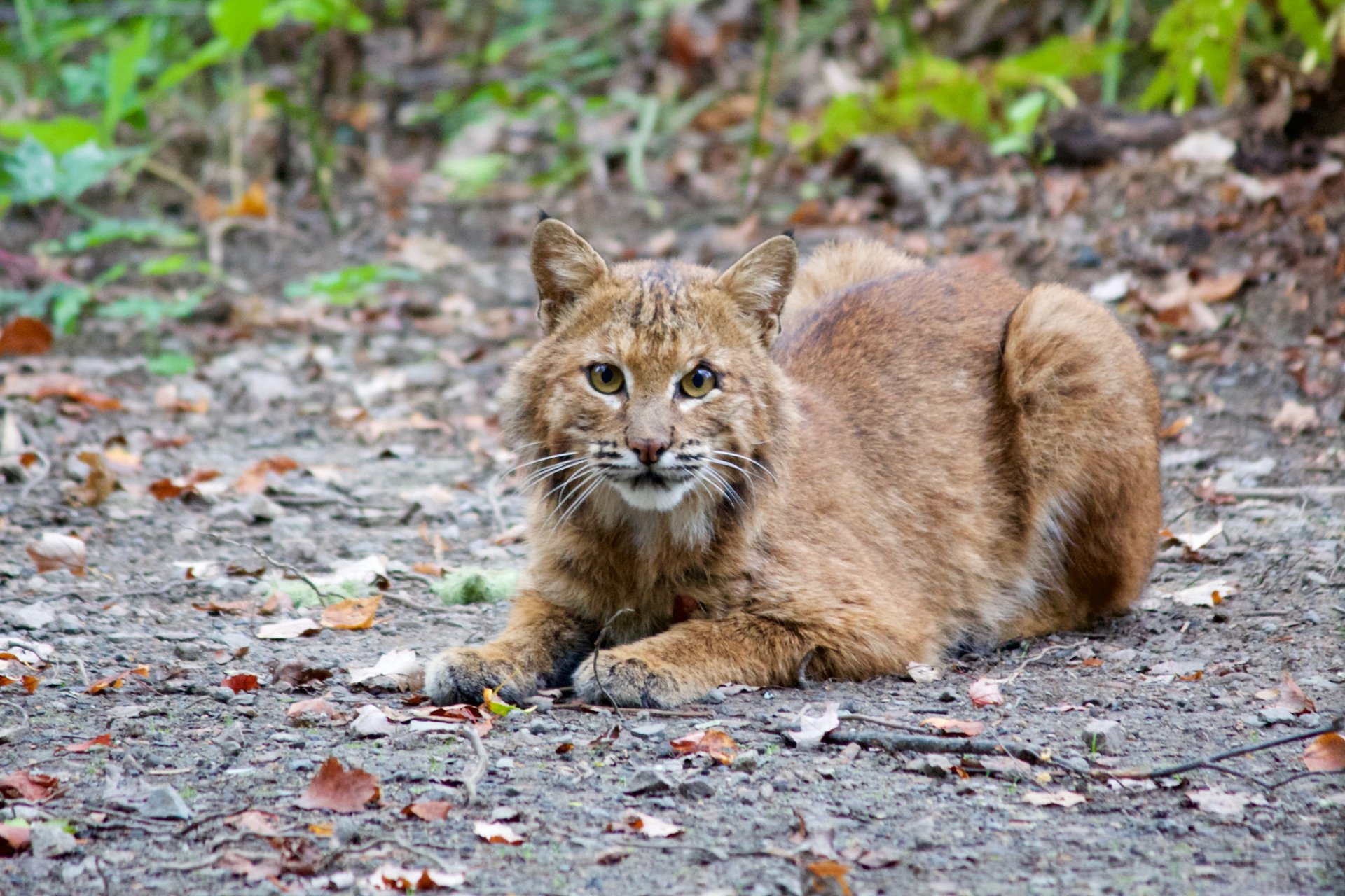 Brown bobcat sitting on a dirt clearing.
