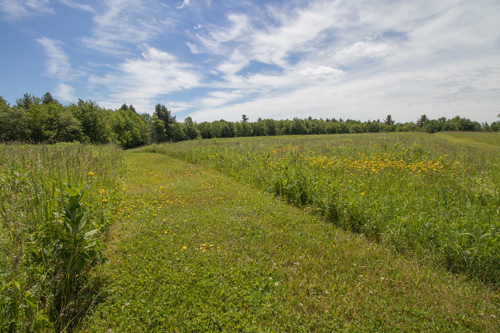 grassy trail