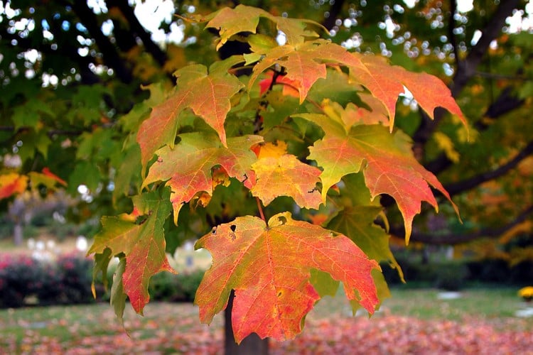 Sugar Maple leaves with foliage