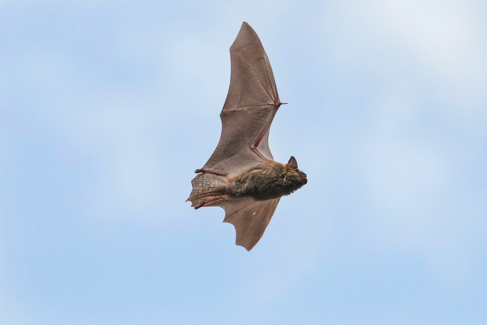 A bat flies through sky during the day.