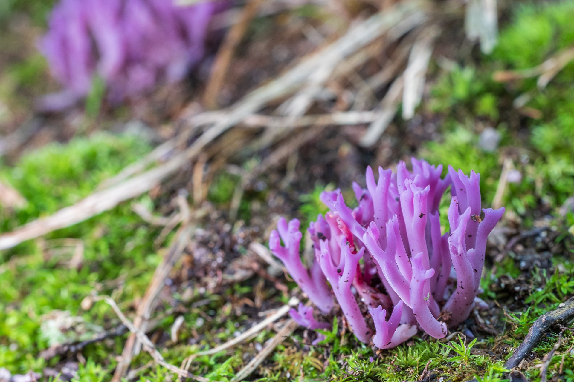 violet coral fungus