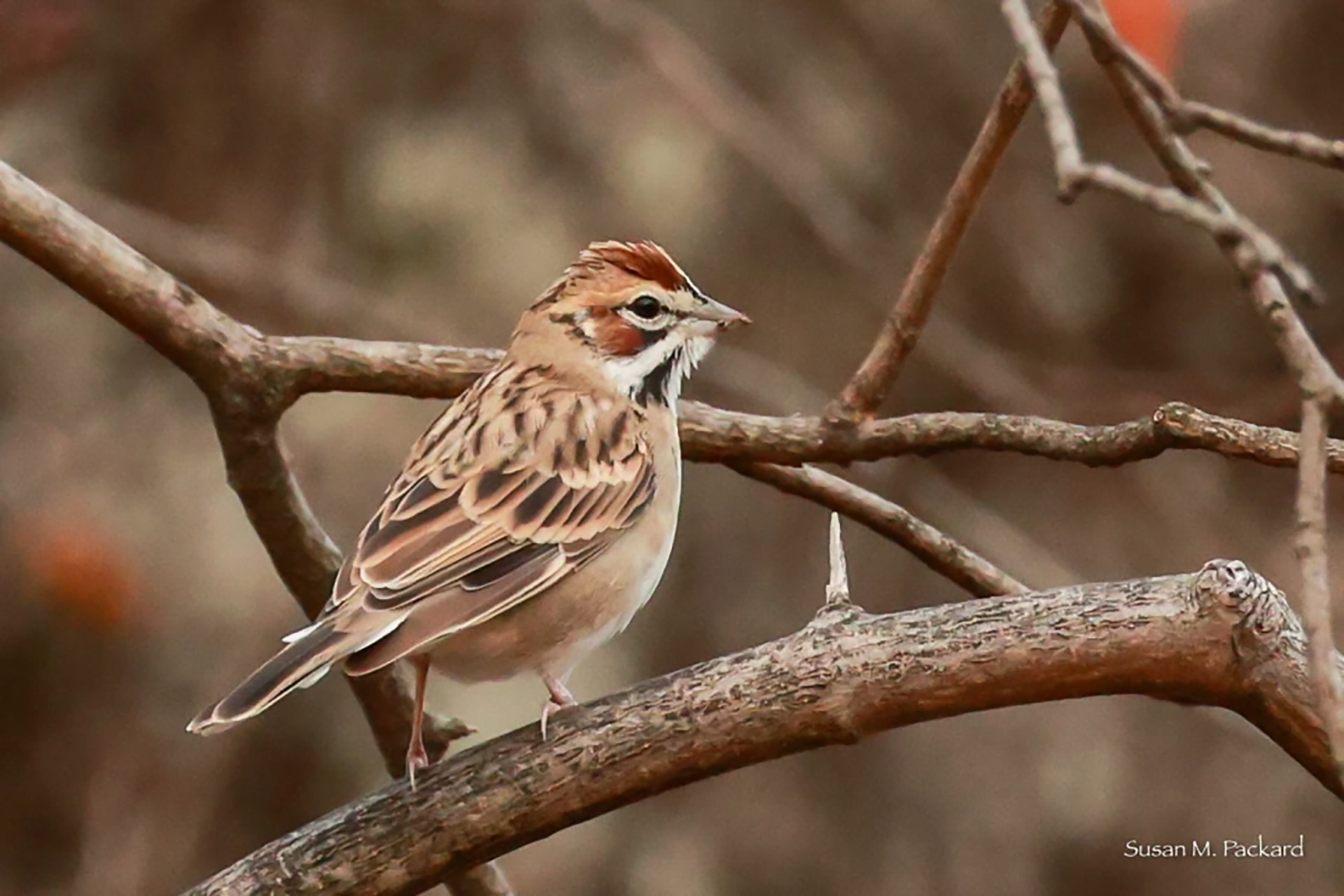 Lark sparrow perched on a branch