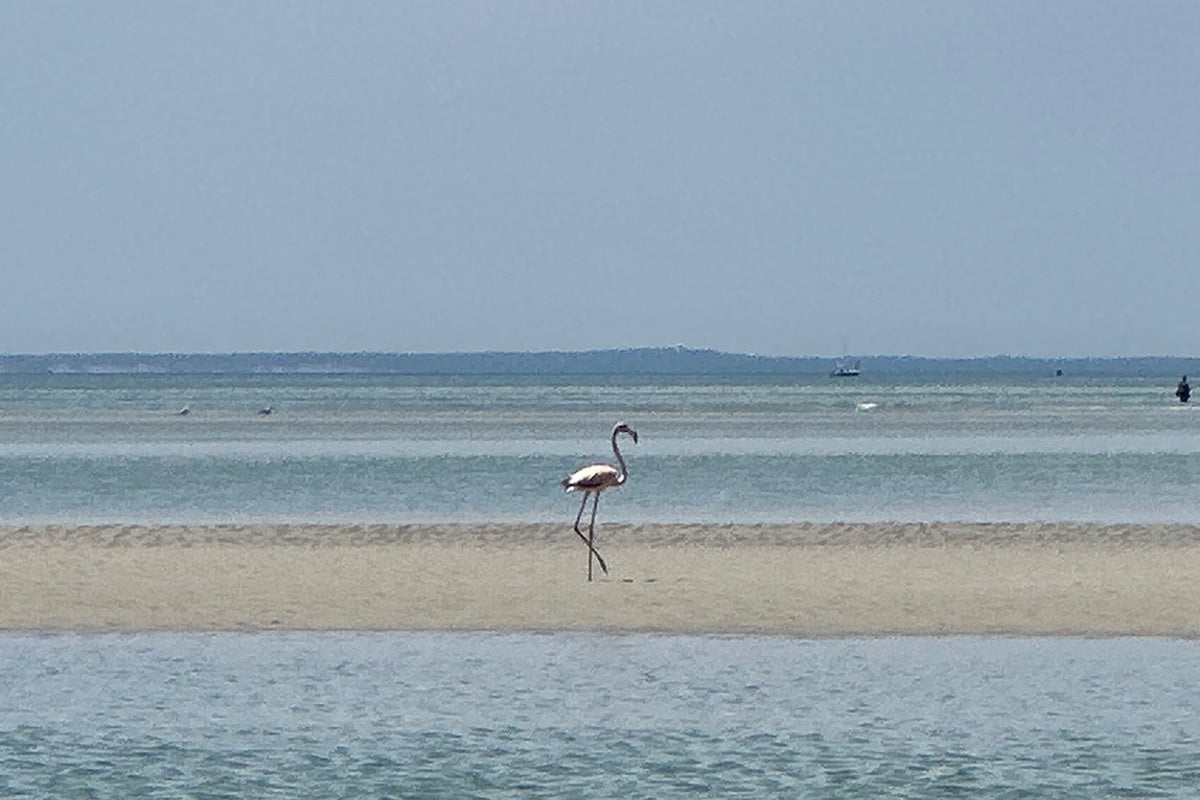Flamingo on a Cape Cod Beach