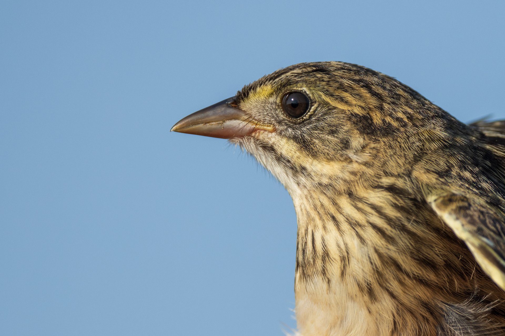 Close up of saltmarsh sparrow