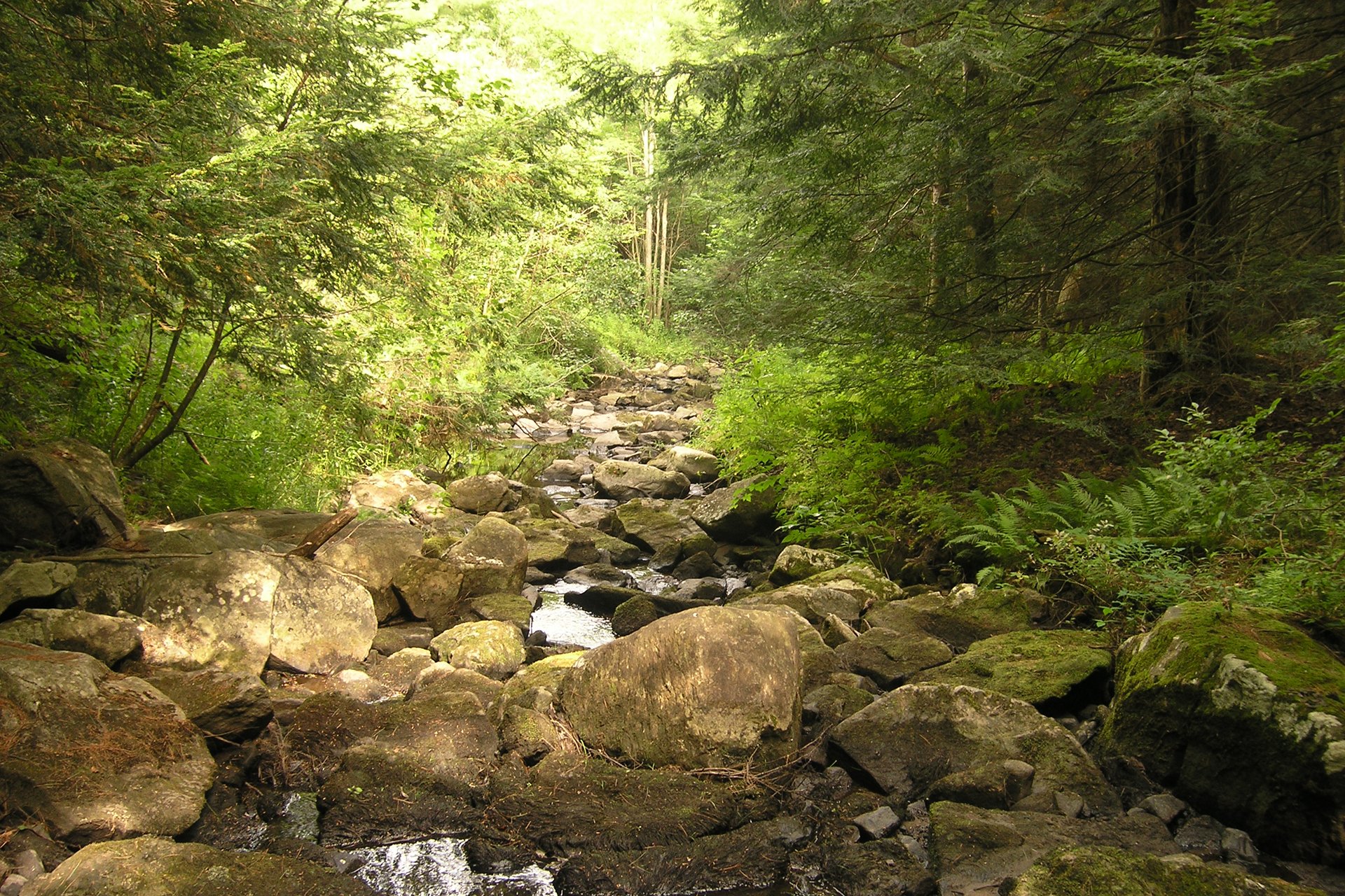 rocky stream in a forest at Cold Brook