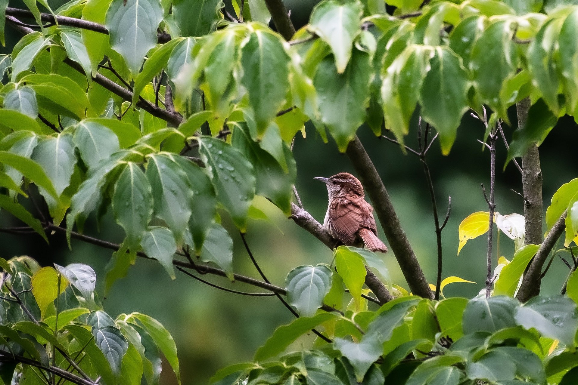 A Carolina Wren sits on a branch in a leafy tree.