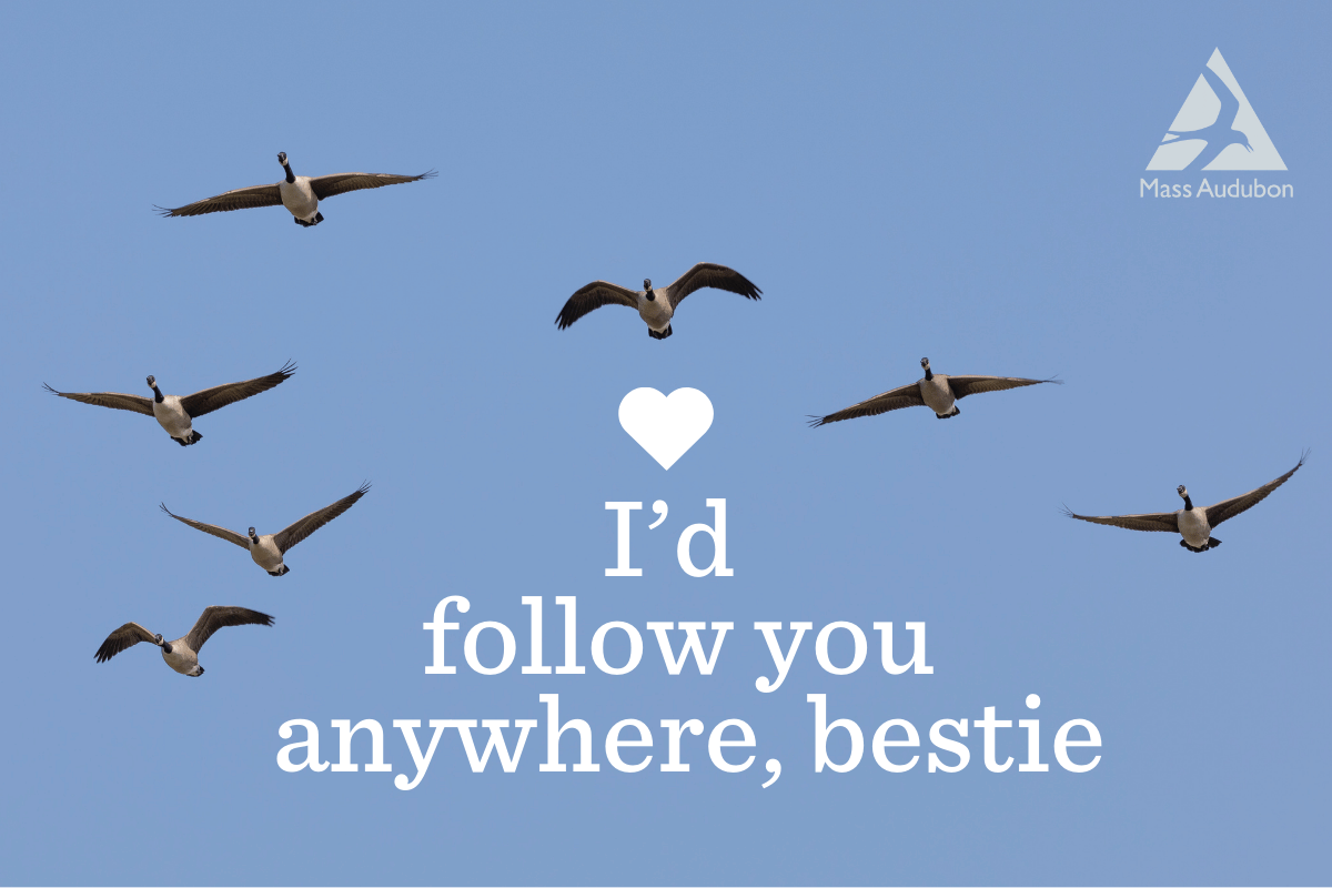 v flock valentine card