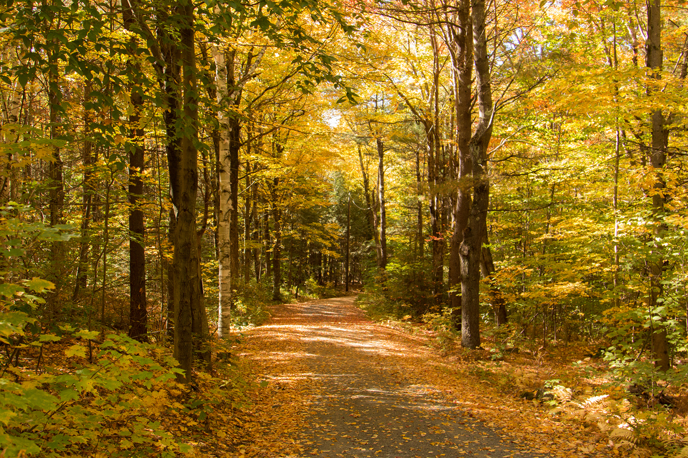 Trail through a forest during fall foliage at High Ledges