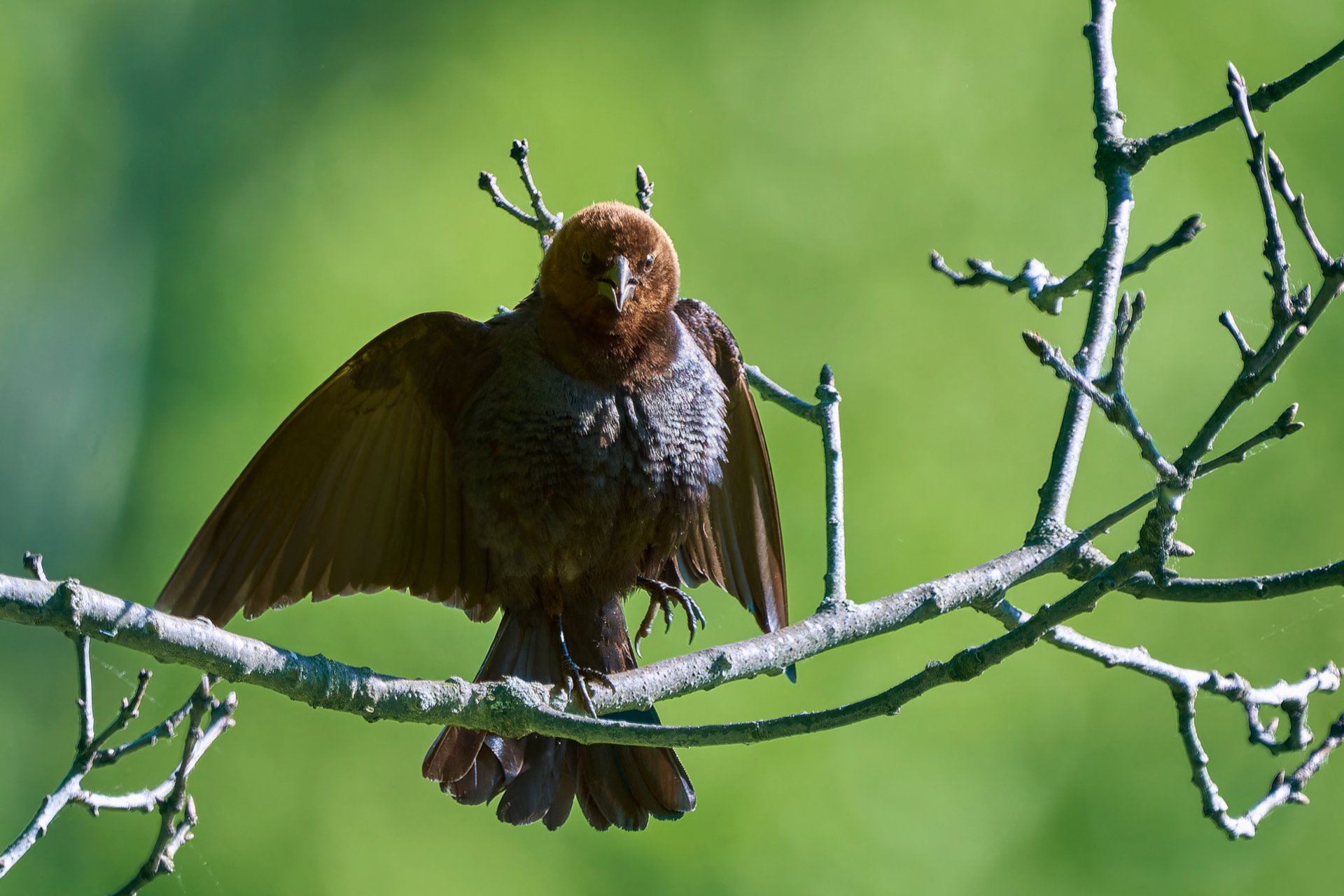 Brown-headed cowbird on branch