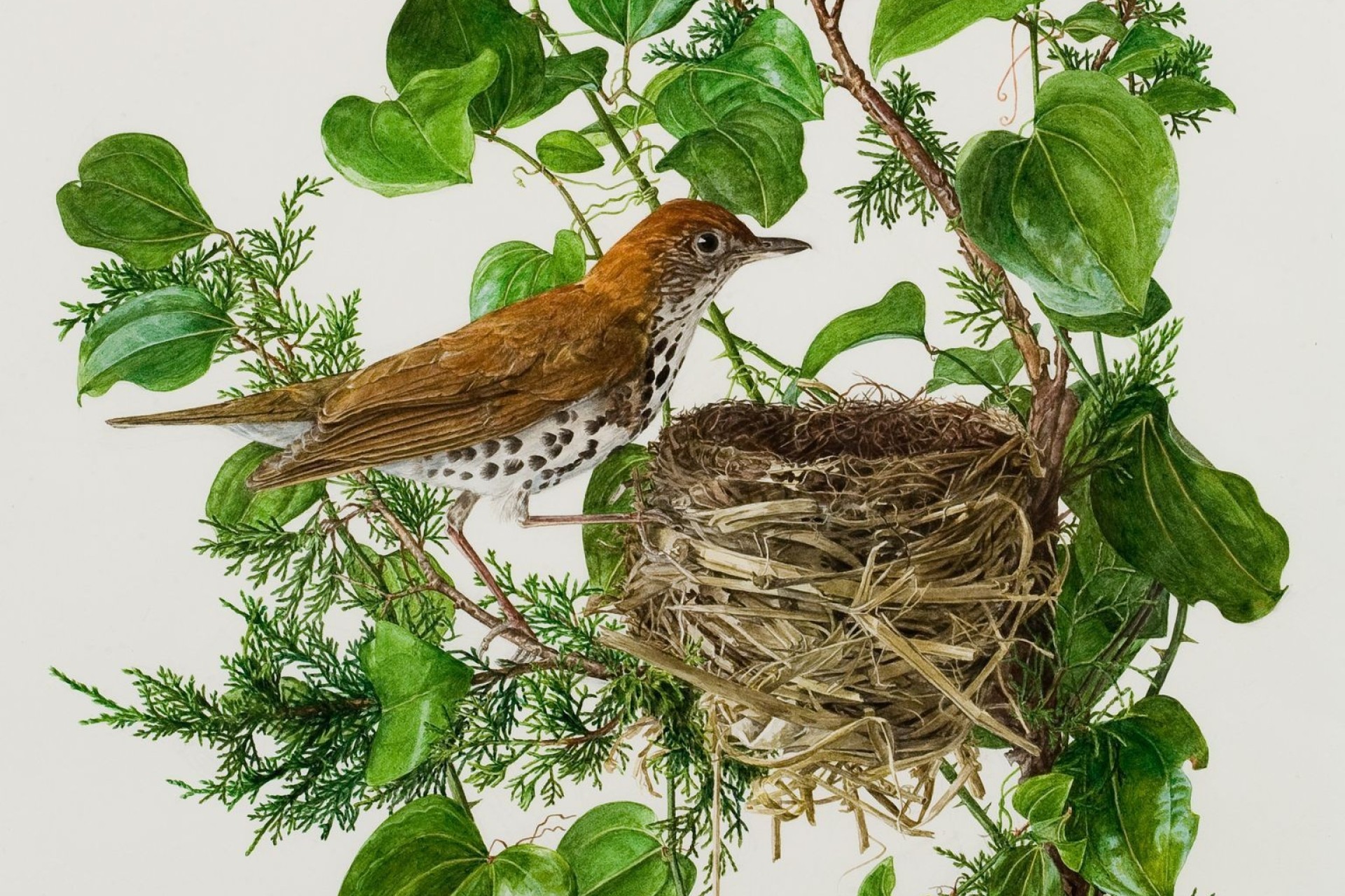 preview of wood thrush painting