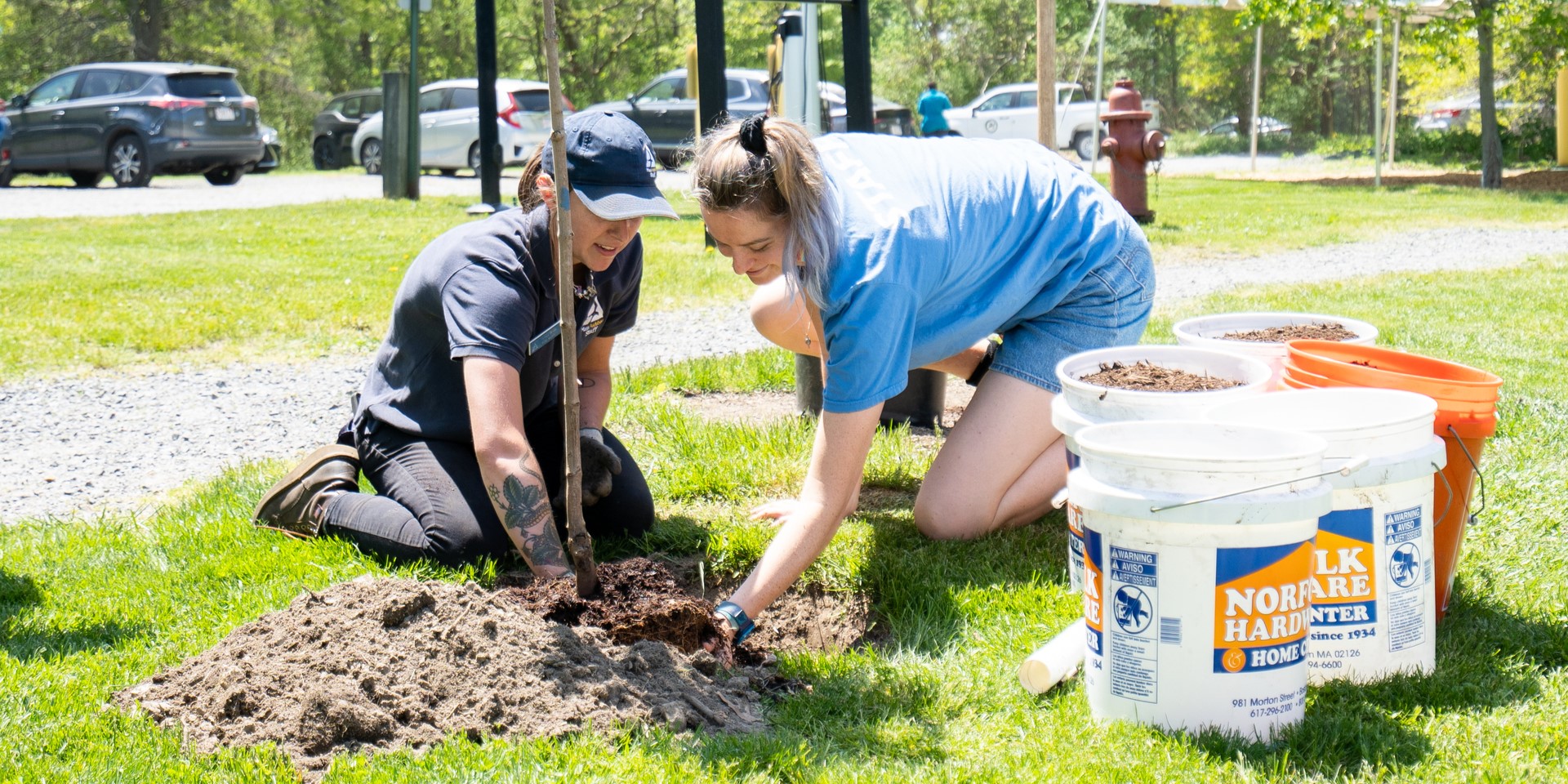 Two people planting a tree together
