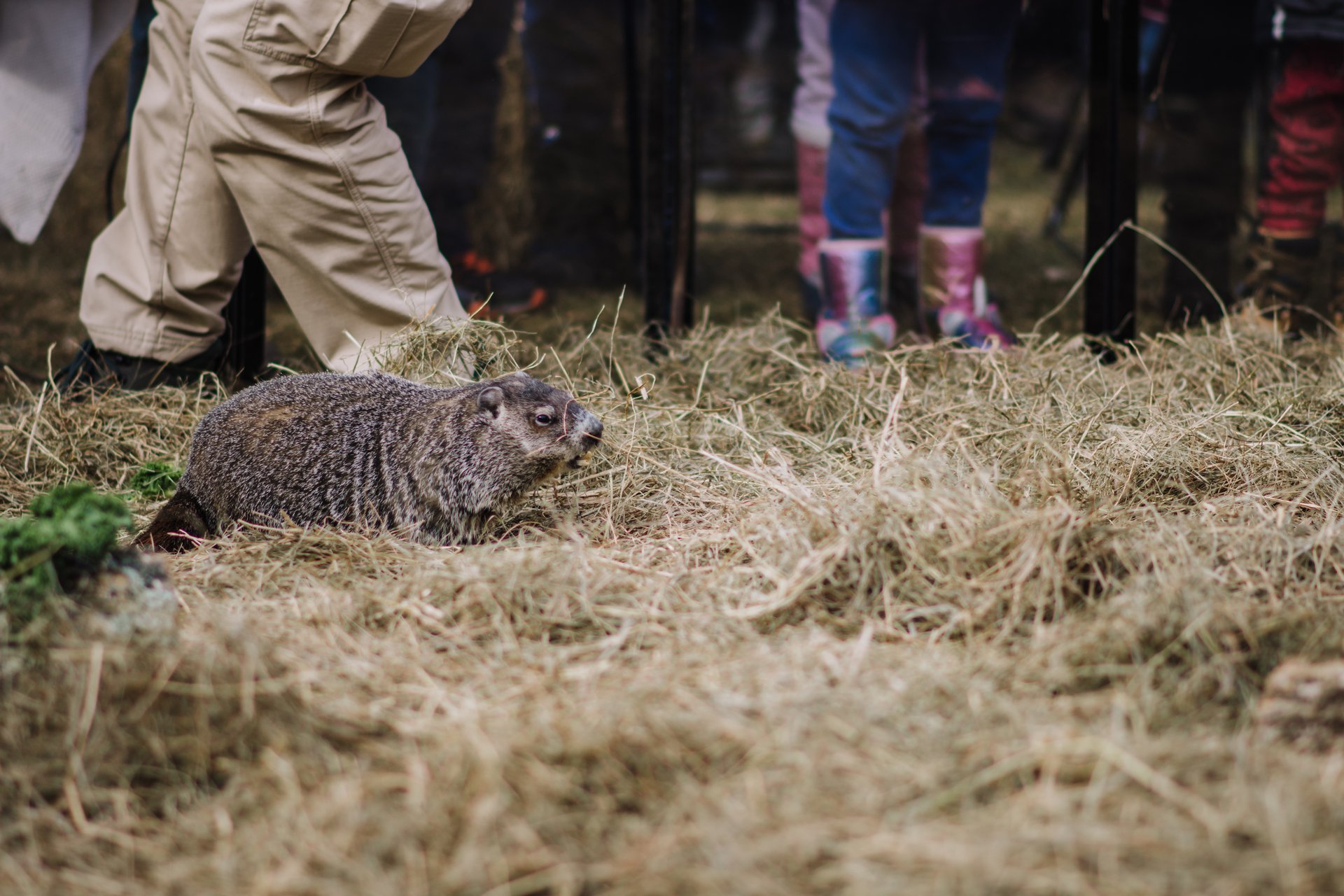 A groundhog in a pile of straw with boots of people watching in the background.