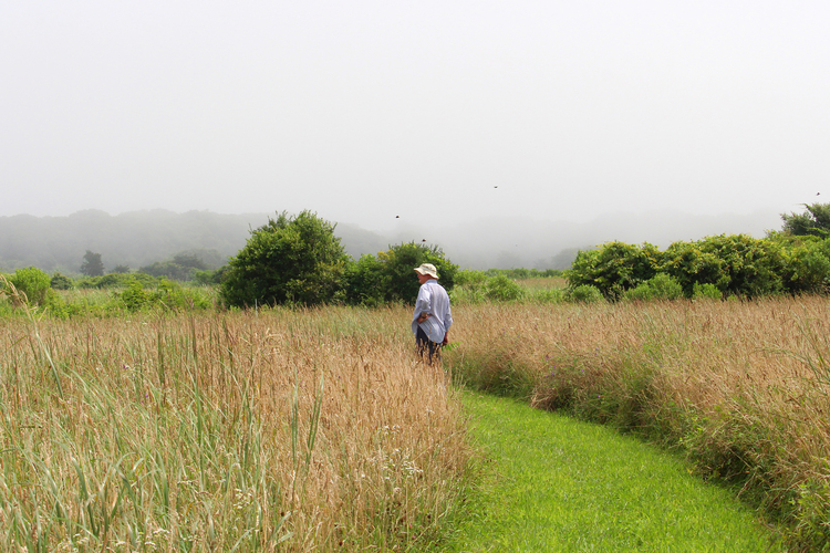A person with a tan hat stands on a grassy path cutting between a golden meadow. Fog covers the trees ahead.