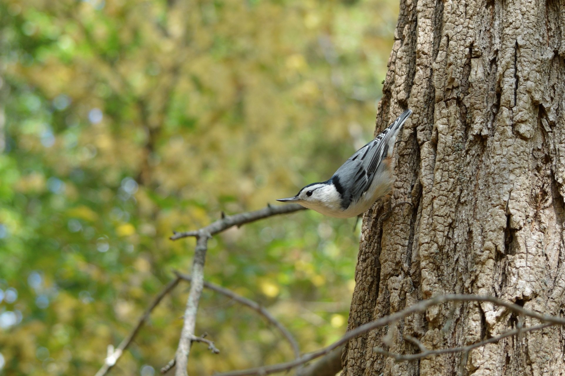 A White-breasted Nuthatch climbs down a tree trunk head-first.