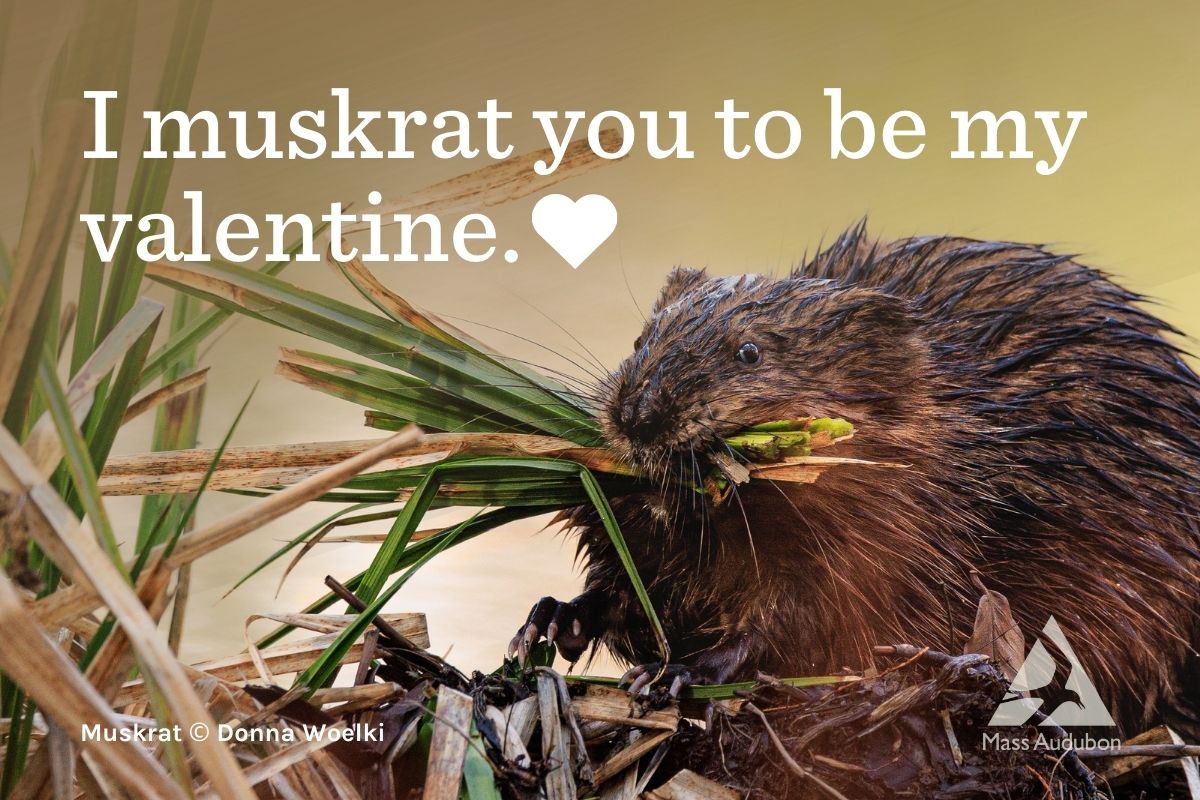 Muskrat Valentine