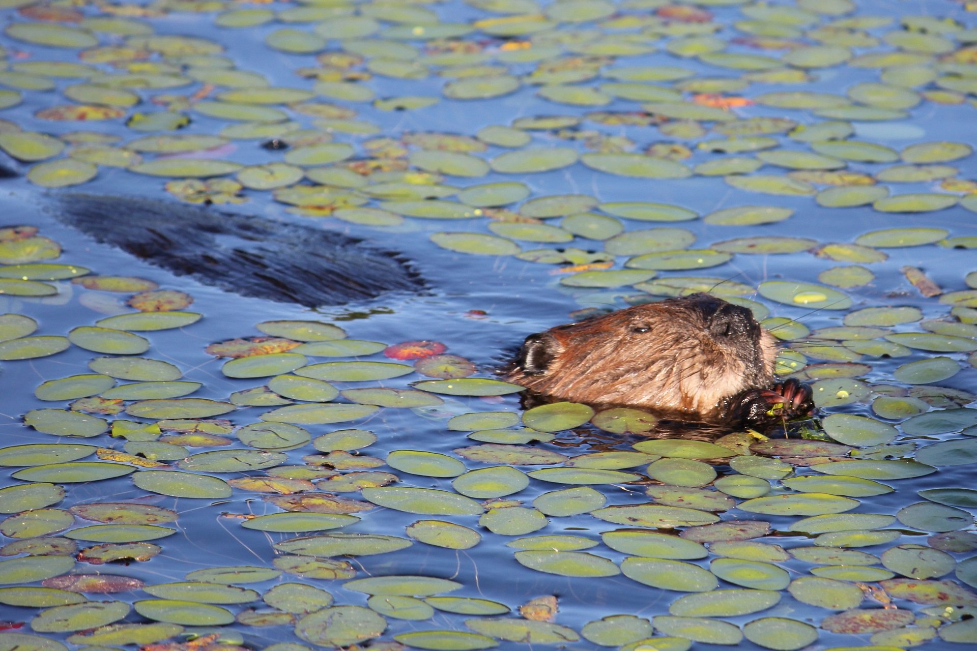 A beaver swims through lily pads.