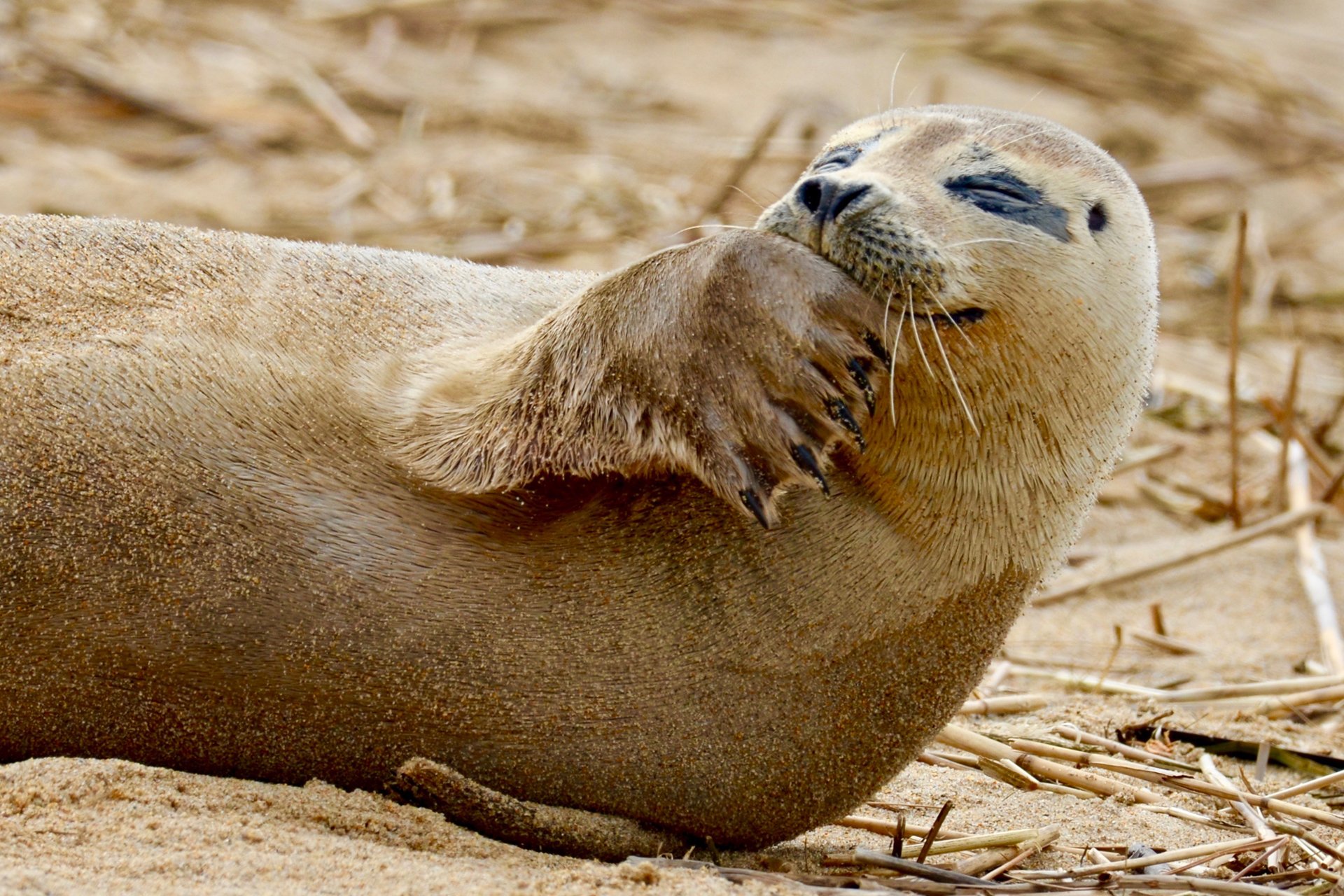 A seal lying down, which seems to be smiling and covering its mouth