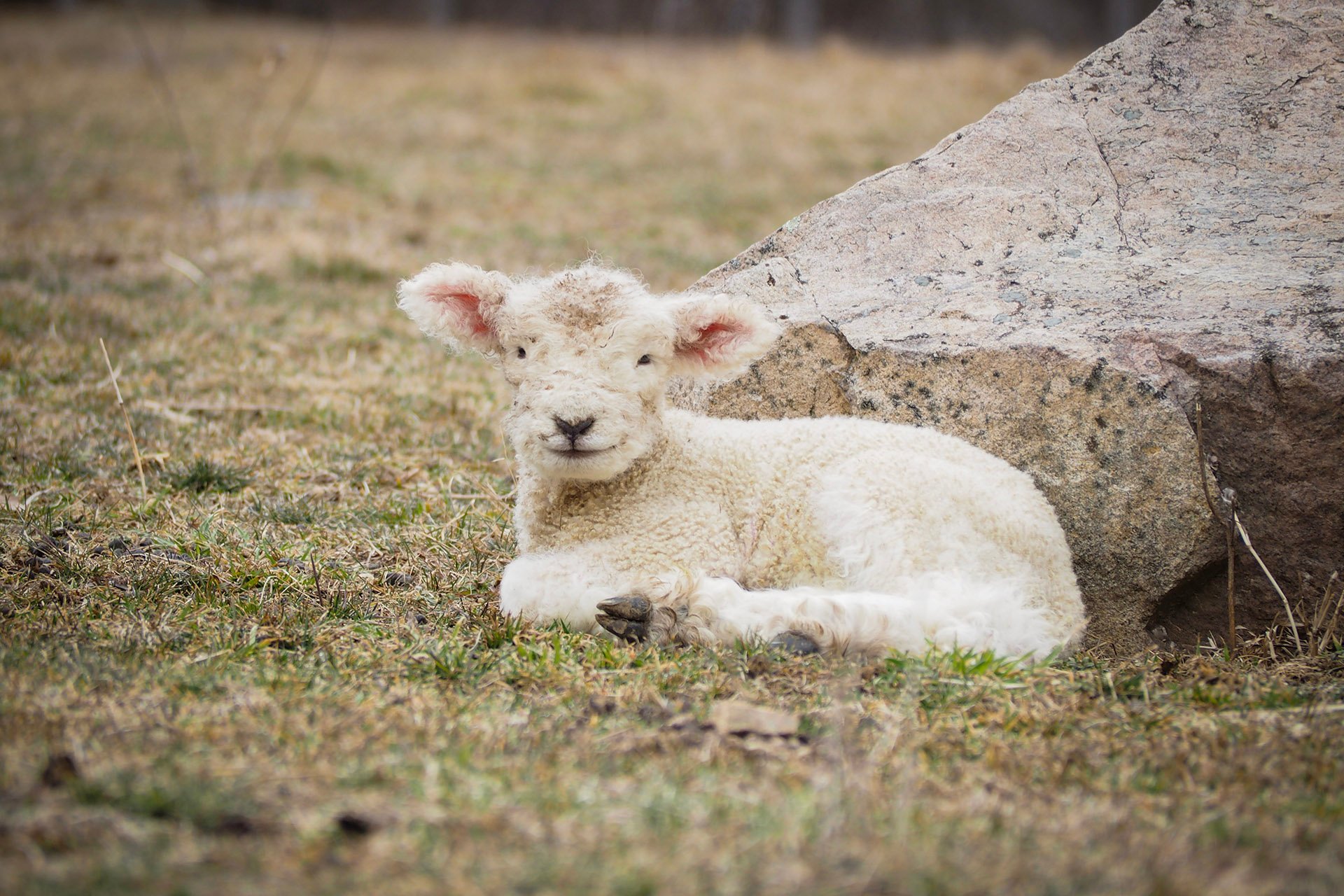 Baby lamb sitting outside by a rock