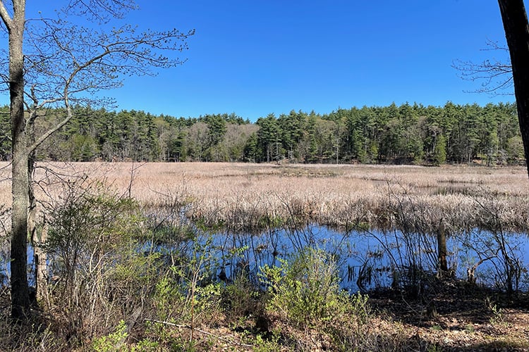 Hassocky Meadow marsh