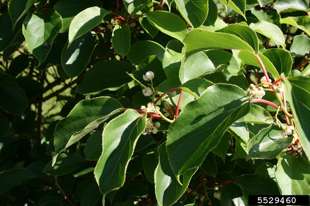 hardy kiwi leaves