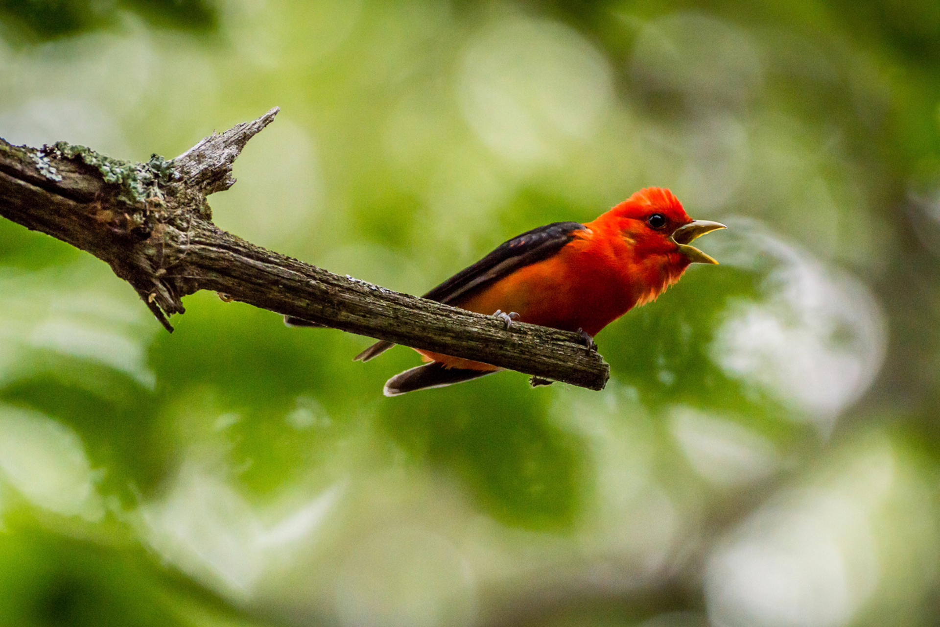 Scarlet Tanager on branch