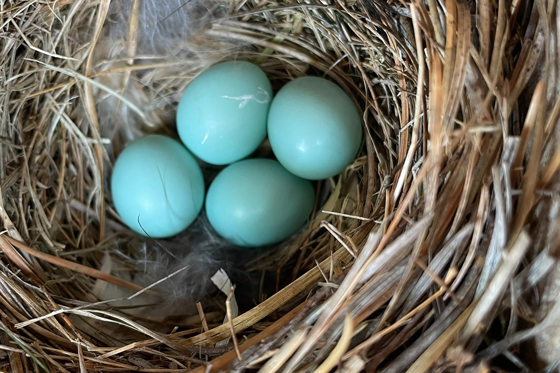 Bluebird eggs in a nest