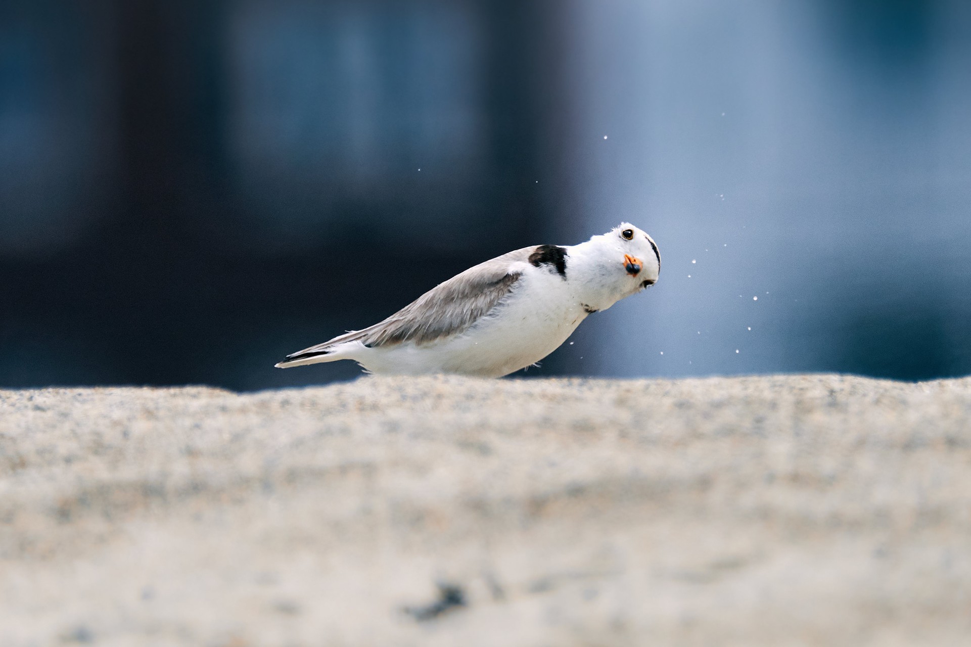 Piping plover looking at camera