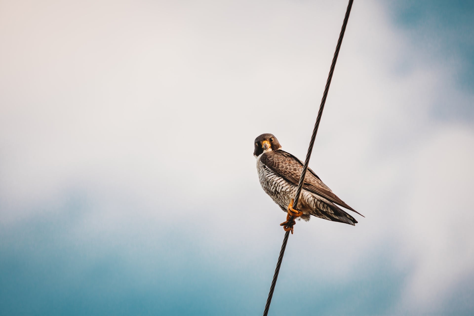 Falcon perched on a wire, against a blurred cloudy sky