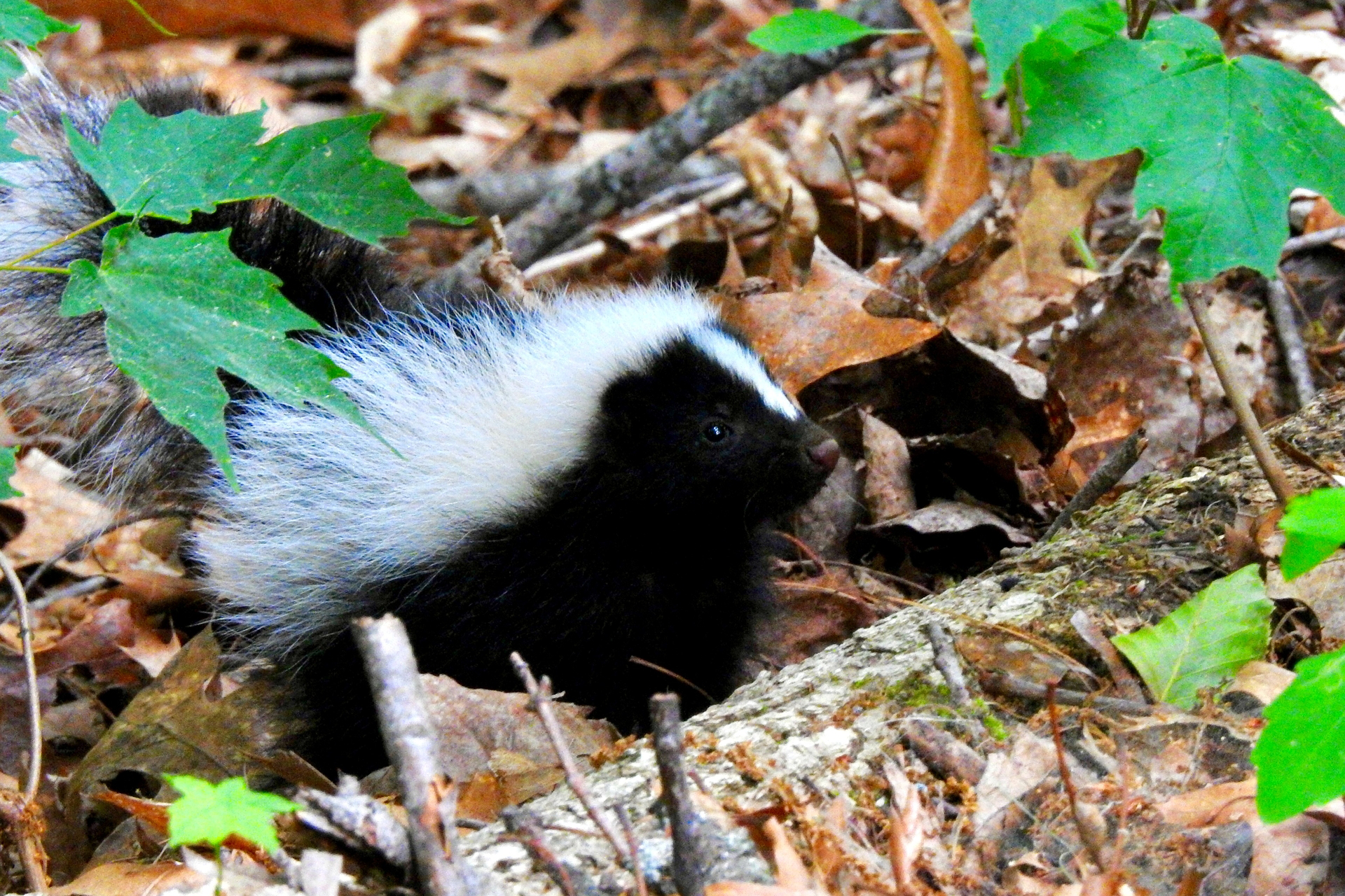 A small skunk wandering on through brown leaves and fallen logs.