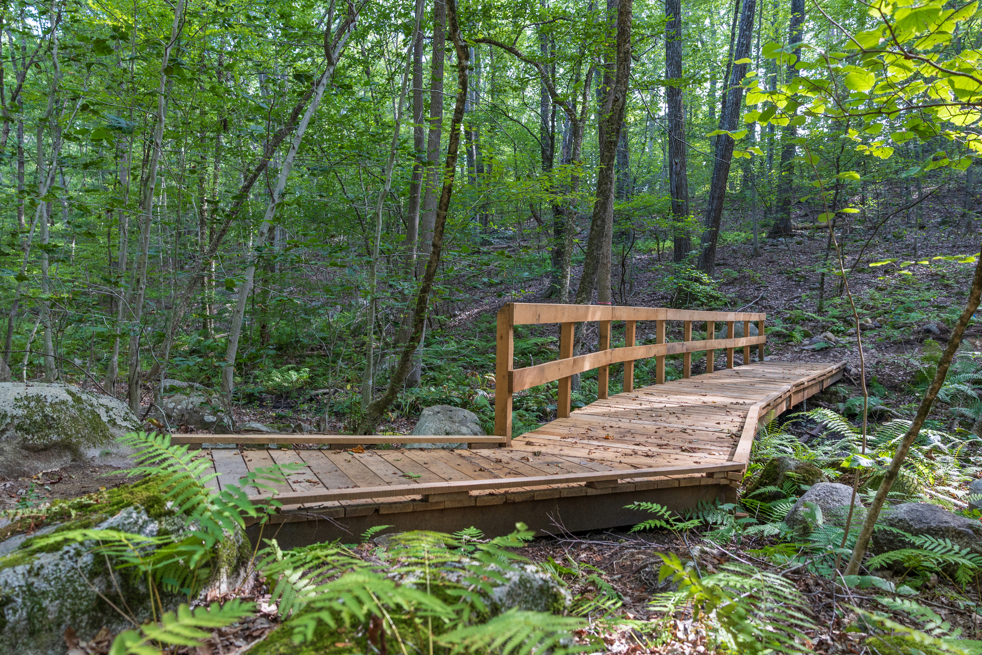 boardwalk trail through forest