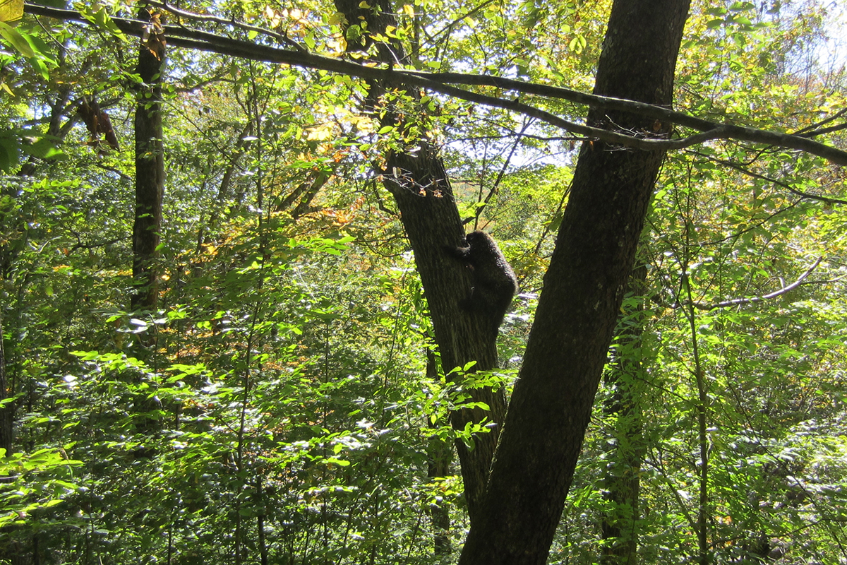 porcupine in a tree