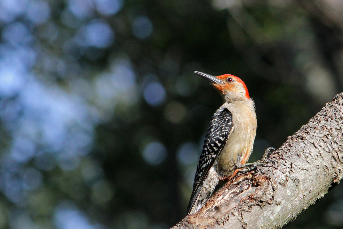 A Red-bellied Woodpecker standing on a branch, look over its shoulder.