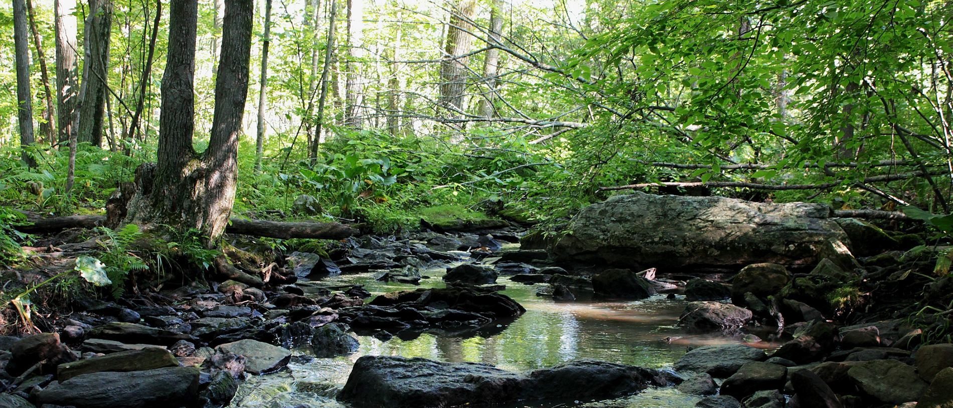 Brook with stones at Broad Meadow Brook