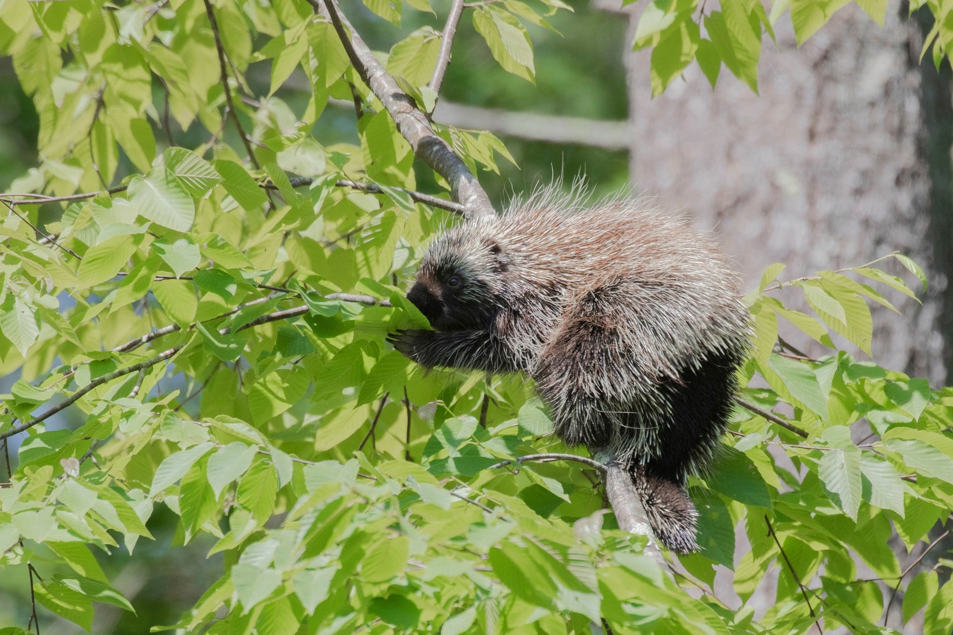 Porcupine sitting in a leafy tree.