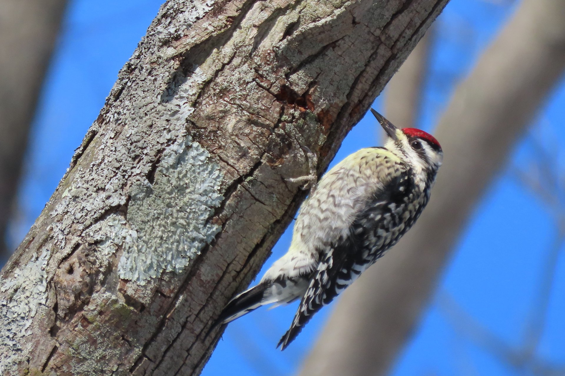 Yellow-bellied Sapsucker hanging on to a tree trunk