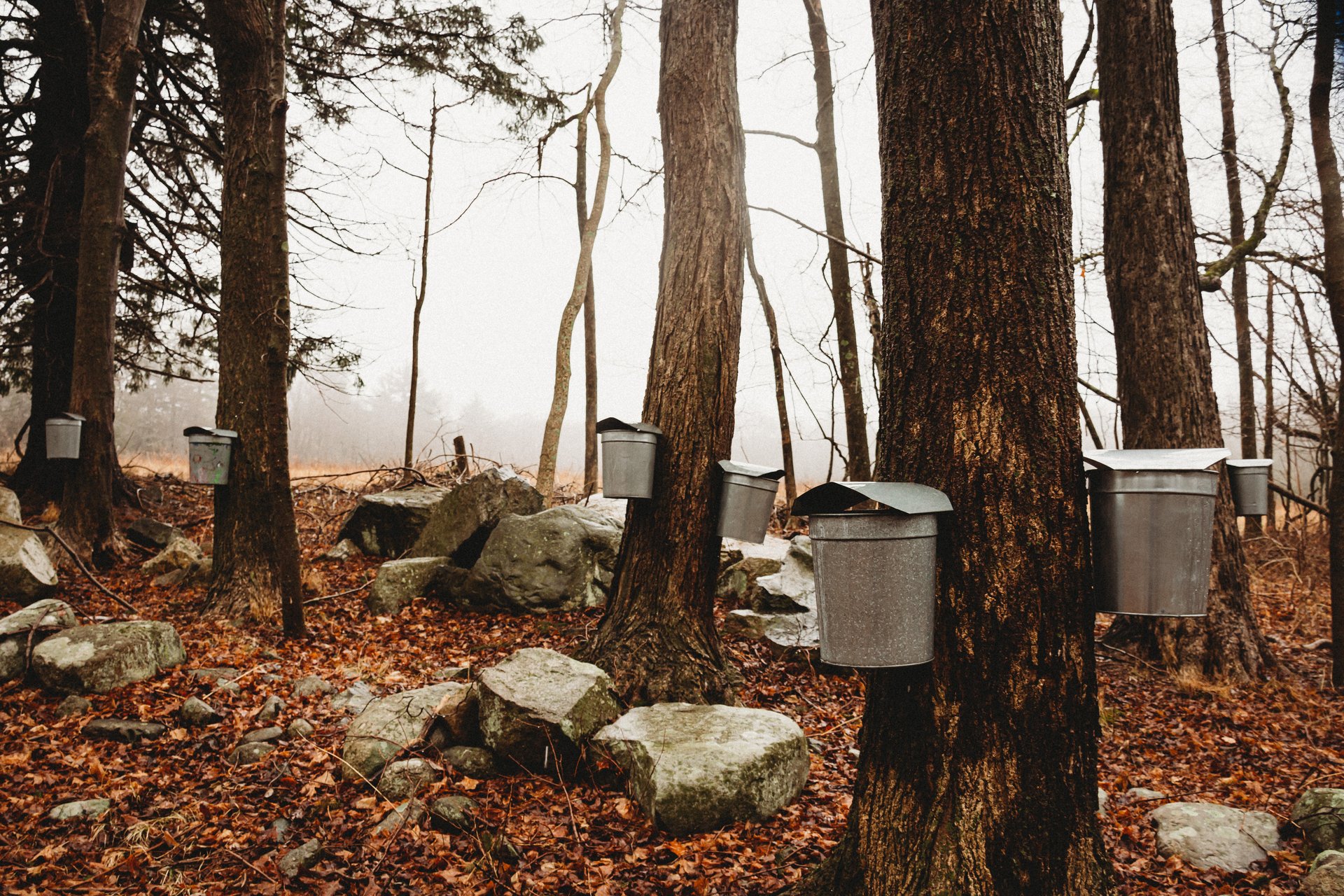 Five trees with silver maple buckets stand in a foggy, rocky ground.