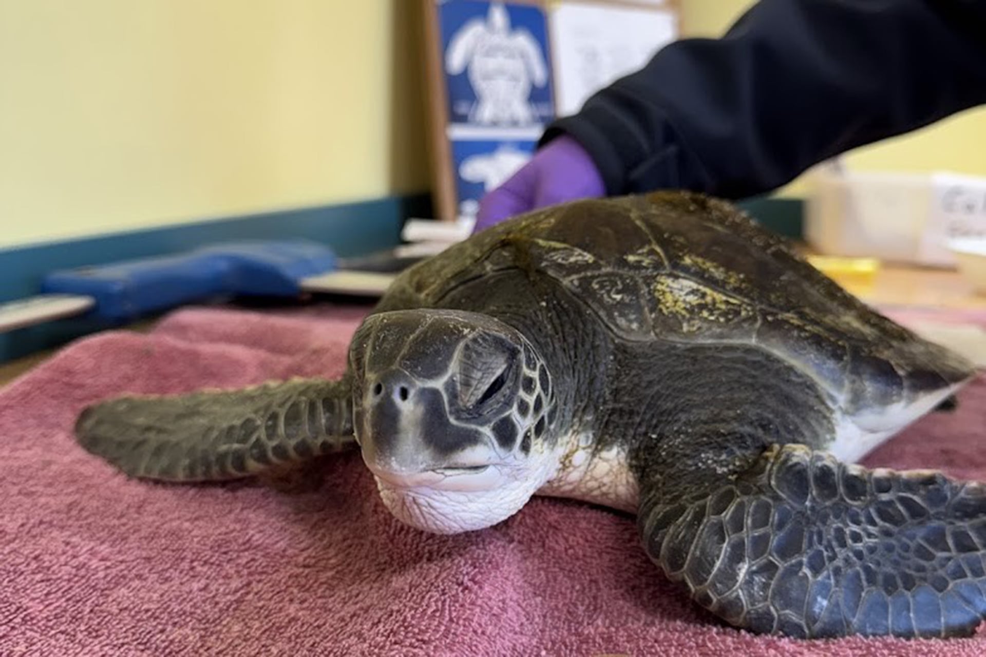 Sea turtle on a pale red towel being inspected by staff
