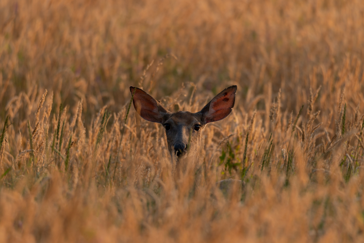 The head of a deer with large ears in a tall golden meadow.