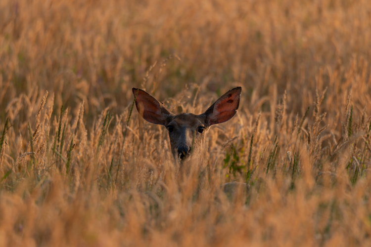 North River Wildlife Sanctuary