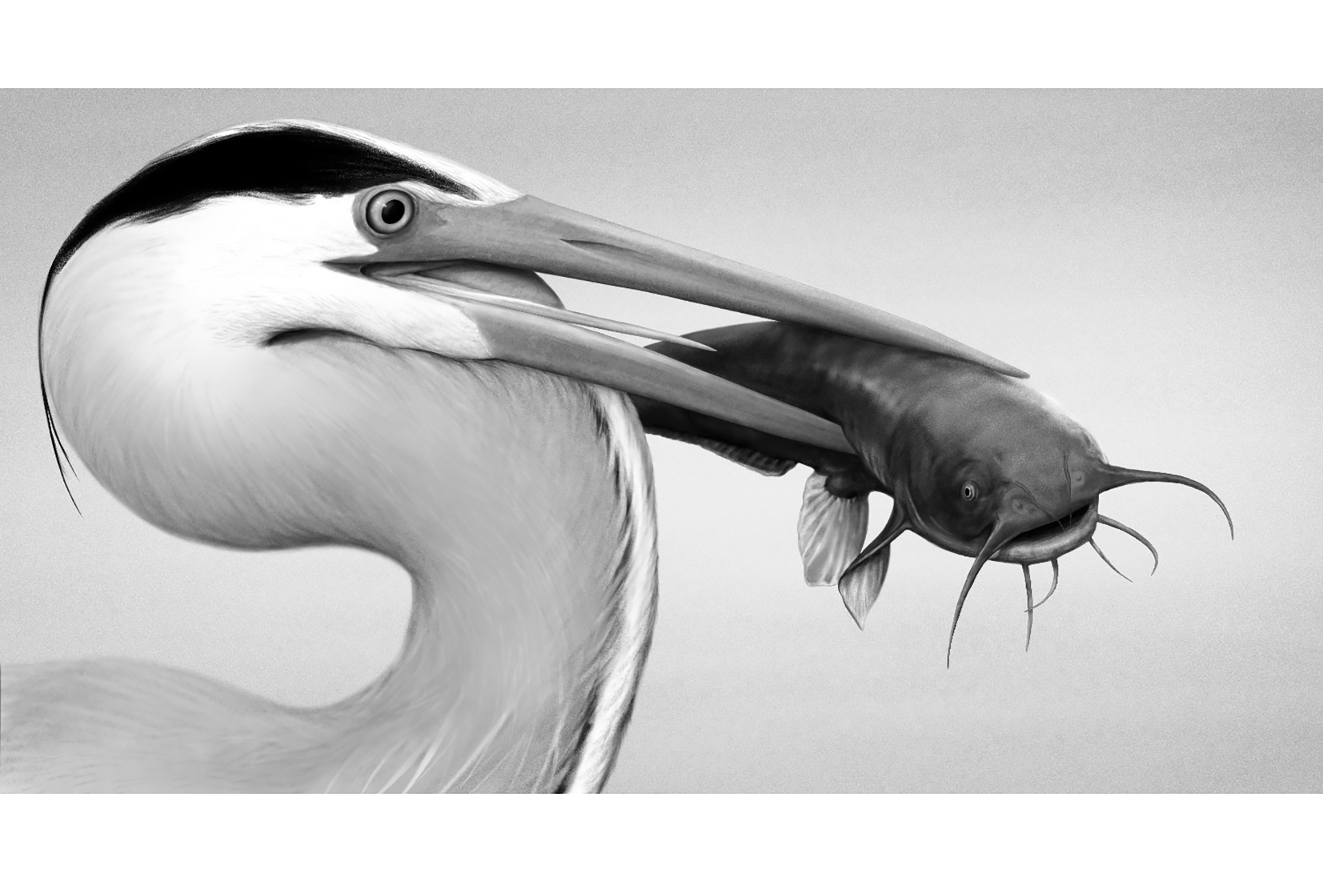 Digital painting of a Great Blue Heron with a catfish in its beak